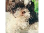 Shih Tzu Puppy for sale in Mount Vernon, WA, USA