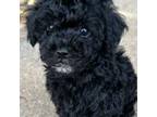 Poodle (Toy) Puppy for sale in Lenoir, NC, USA