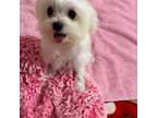 Maltese Puppy for sale in Puyallup, WA, USA