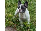 French Bulldog Puppy for sale in Hollow Rock, TN, USA