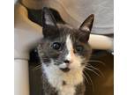 Adopt Stella a Domestic Short Hair