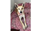 Adopt Alina a Carolina Dog