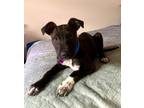 Adopt Pepper a Blue Lacy