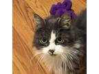 Adopt Tiki a Domestic Medium Hair