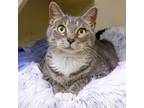 Adopt Boo Boo a Domestic Short Hair