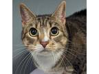 Adopt Tandy a Domestic Short Hair