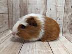 Adopt Teeny a Guinea Pig