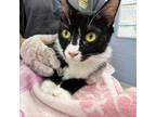 Adopt Mama a Domestic Short Hair