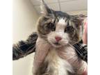 Adopt Molly a Domestic Short Hair