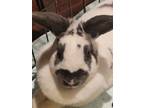 Adopt Bunny Boom Boom a English Spot