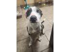 Adopt Chickpea a Mixed Breed