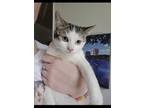 Adopt Evelyn a Domestic Short Hair