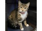 Adopt Pluto a Domestic Short Hair