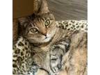 Adopt Abigail a Domestic Short Hair