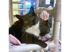 Adopt Nikki a Domestic Short Hair