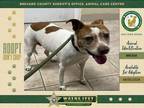 Adopt Nala a Mixed Breed