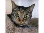 Adopt Bellagio a Domestic Short Hair