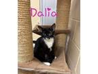 Adopt Dalia a Domestic Short Hair