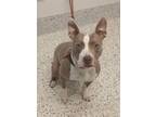 Adopt Zendaya a Pit Bull Terrier, Mixed Breed