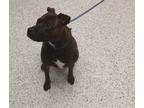 Adopt Brin a American Staffordshire Terrier, Mixed Breed