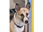 Adopt Zelda a German Shepherd Dog, Mixed Breed