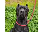 Adopt Jackie + a Cane Corso