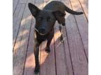 Adopt Petunia a Dachshund, Australian Cattle Dog / Blue Heeler