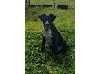Adopt Scully a Border Collie, Cattle Dog