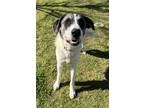 Adopt Cleo a Great Pyrenees, Mixed Breed