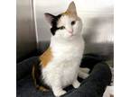 Adopt Beanie a Domestic Short Hair