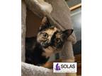 Adopt Gypsy - TW a Tortoiseshell, Domestic Short Hair