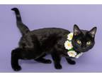 Adopt Pantera a Domestic Short Hair