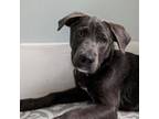 Adopt Firefly a Labrador Retriever, Mixed Breed