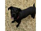 Adopt Eclipse a Black Labrador Retriever, Mixed Breed