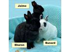 Adopt Sharon a Dwarf, Bunny Rabbit