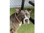 Adopt Ivy a Pit Bull Terrier, Mixed Breed