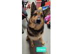 Adopt Gracie a German Shepherd Dog