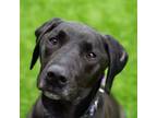 Adopt Winnie a Labrador Retriever