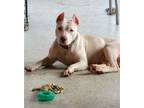 Adopt Opal a Pit Bull Terrier