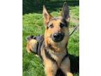 Adopt Halo a German Shepherd Dog, Mixed Breed