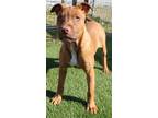 Adopt Corvette a Pit Bull Terrier, Mixed Breed