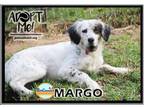 Adopt Margo a English Setter