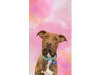 Adopt Jamie a Pit Bull Terrier, Mixed Breed