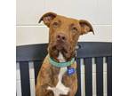 Adopt Jamie a Pit Bull Terrier, Mixed Breed