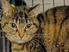 Adopt Wanda a Domestic Short Hair