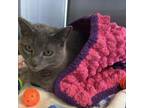 Adopt Maggie a Domestic Short Hair