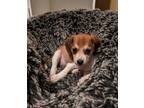 Adopt Liberty - Fostered in KC a Beagle