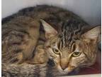 Adopt Faith a Domestic Short Hair