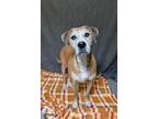 Adopt Tabitha a Boxer, Labrador Retriever