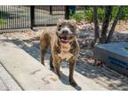 Adopt Opal (Underdog) a Pit Bull Terrier, Mixed Breed